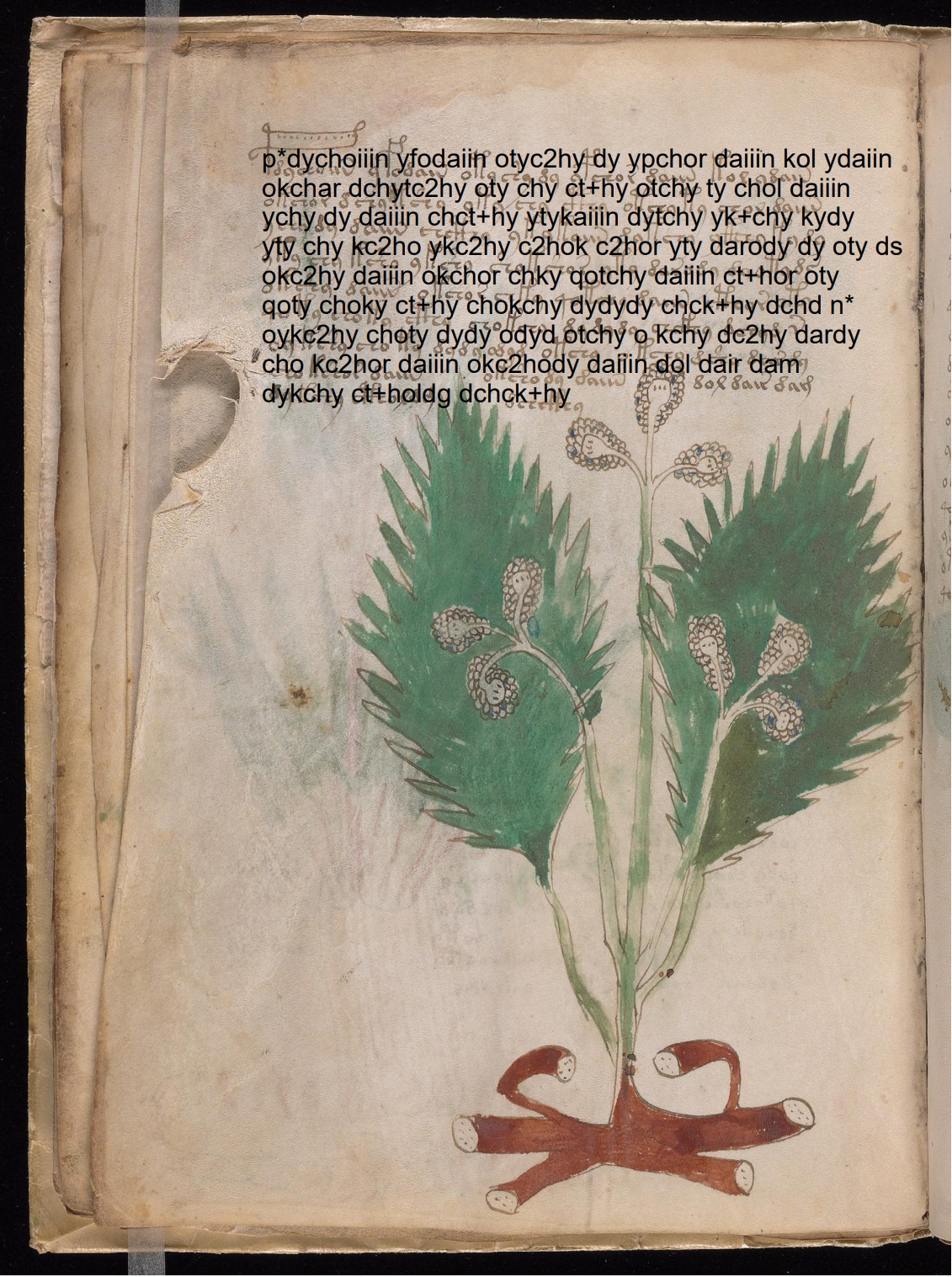 Folio 14v glyph overlay on parchment